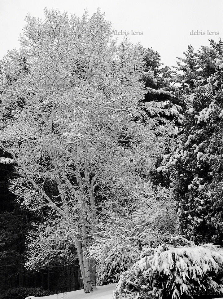 Birch in snow