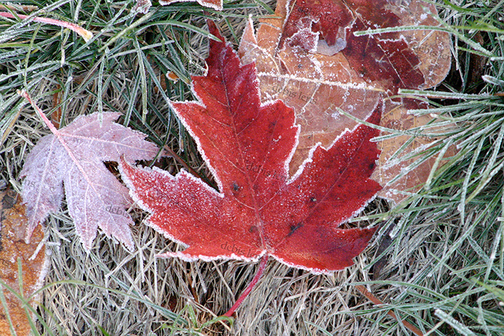 Frosty Maple